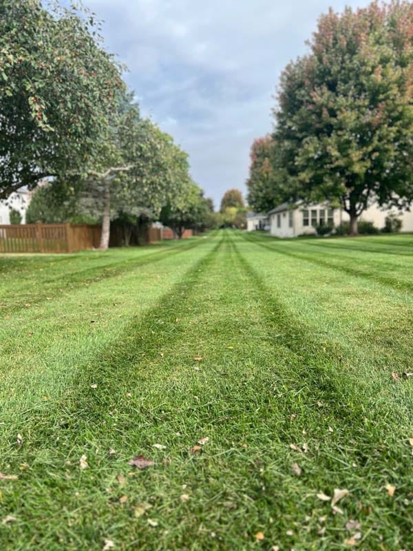 a freshly mowed lawn