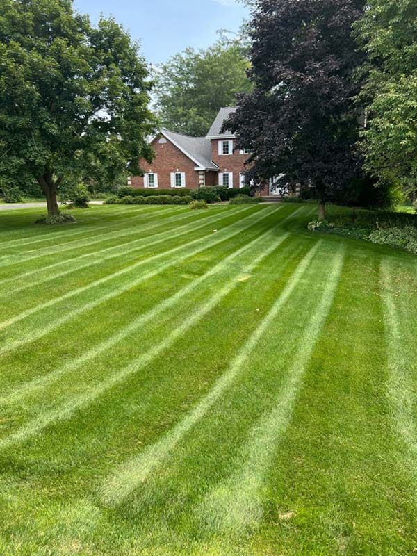 a freshly mowed lawn
