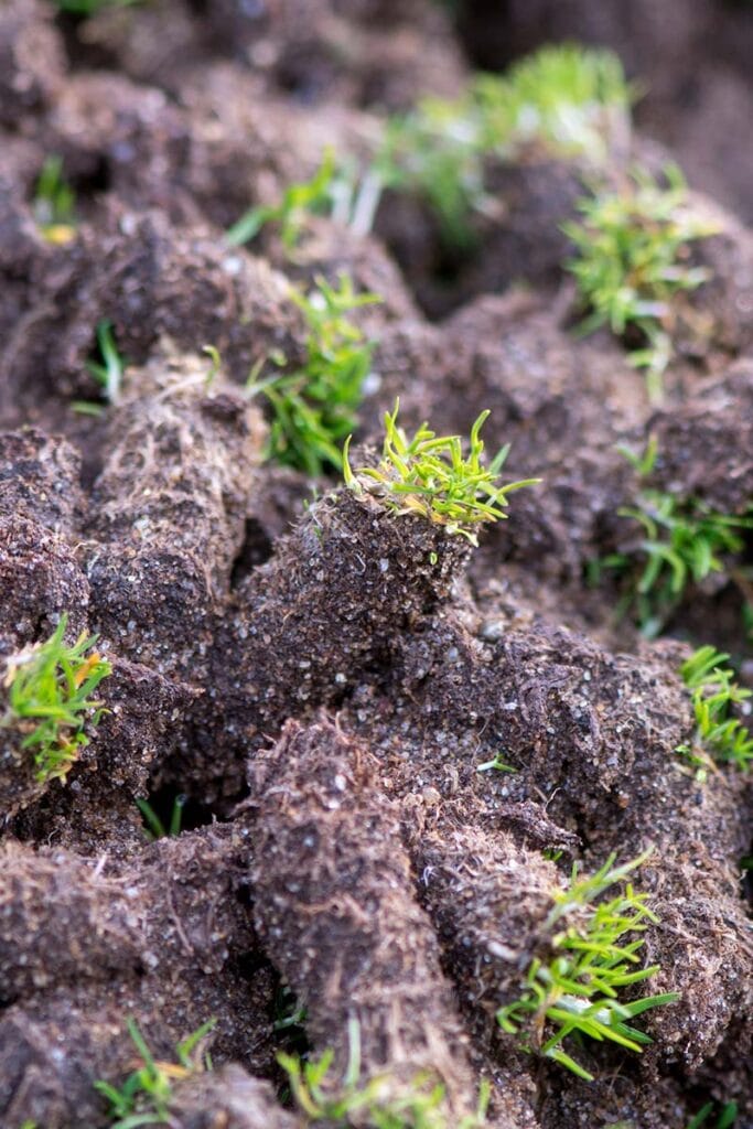 aerated grass up close