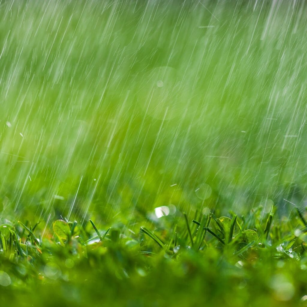 rain falling on grass
