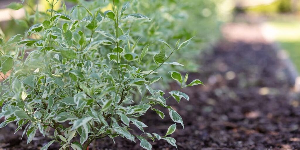 shrubs surrounded by mulch in a landscaped yard