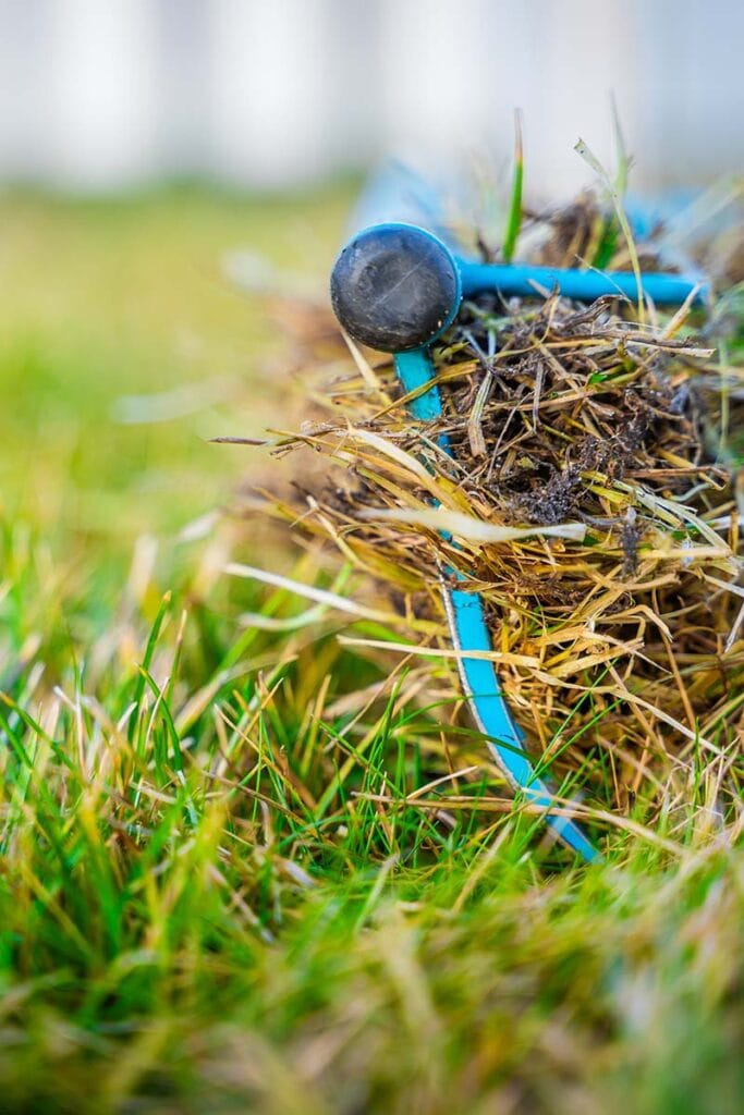 lawn debris up close
