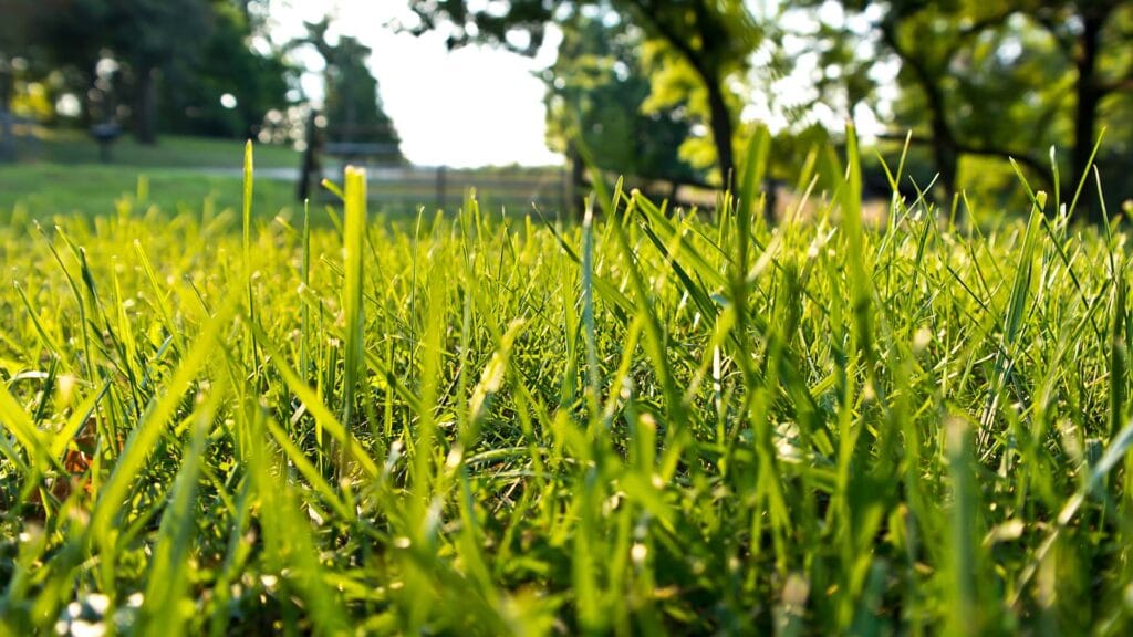 Spring Cleanup Services