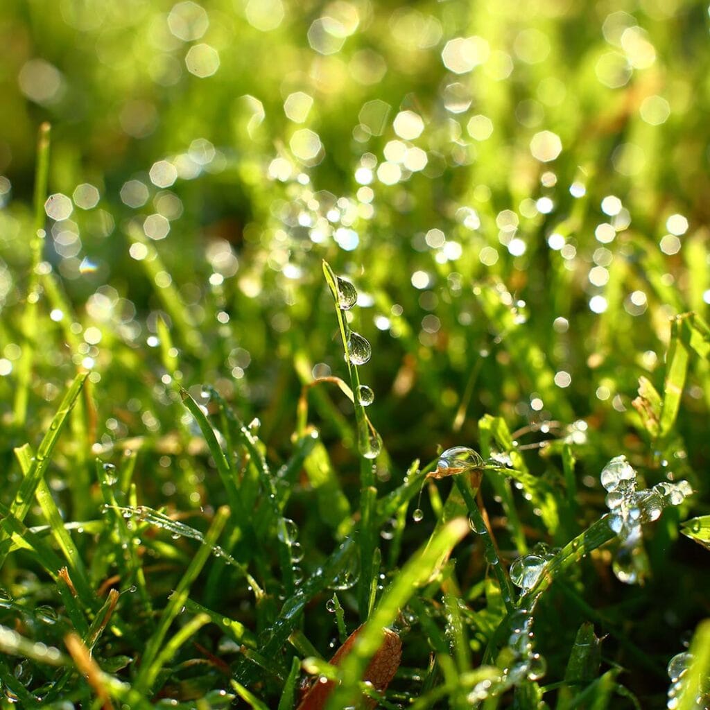 Macro Photo of Green Grass up close