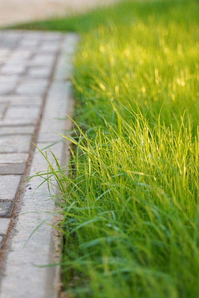 Macro Photo of Green Grass up close