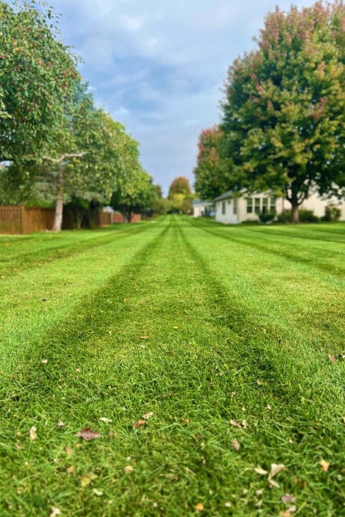 a freshly mowed lawn
