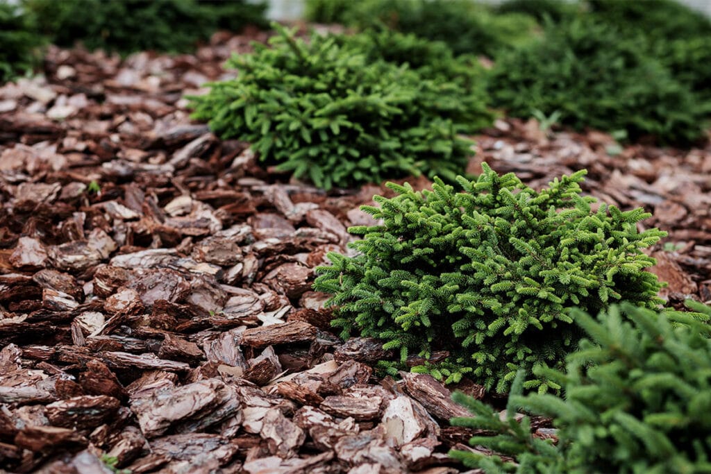 mulching added to a landscaped yard